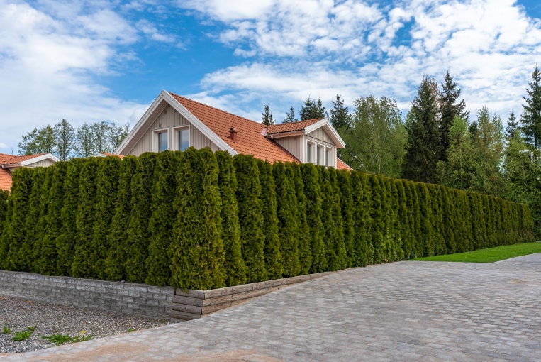 Green garden hedge of thuja. Plant tree hedge. Landscape design. A house is fenced with a wall of decorative shrubs or bushes. Amazing Scandinavian minimalistic garden design.